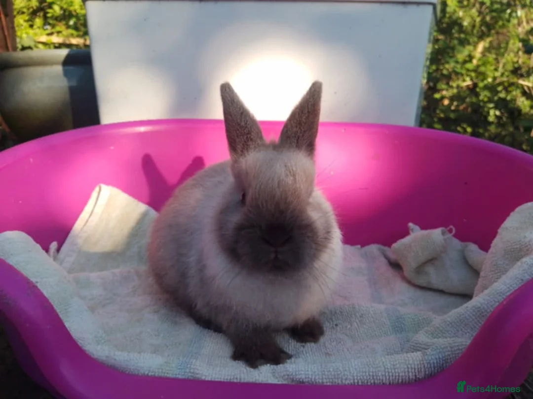 Netherland Dwarf rabbits for sale: Pretty Female and Male Netherland Dwarf Babies - Advert 2