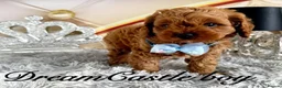 Cavapoo dogs for sale: Deep red Teddy Cavapoo ready now - Advert 24