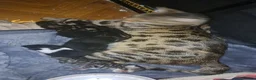 Bengal cats for sale: Bengal mix kittens  in Reading - Advert 11