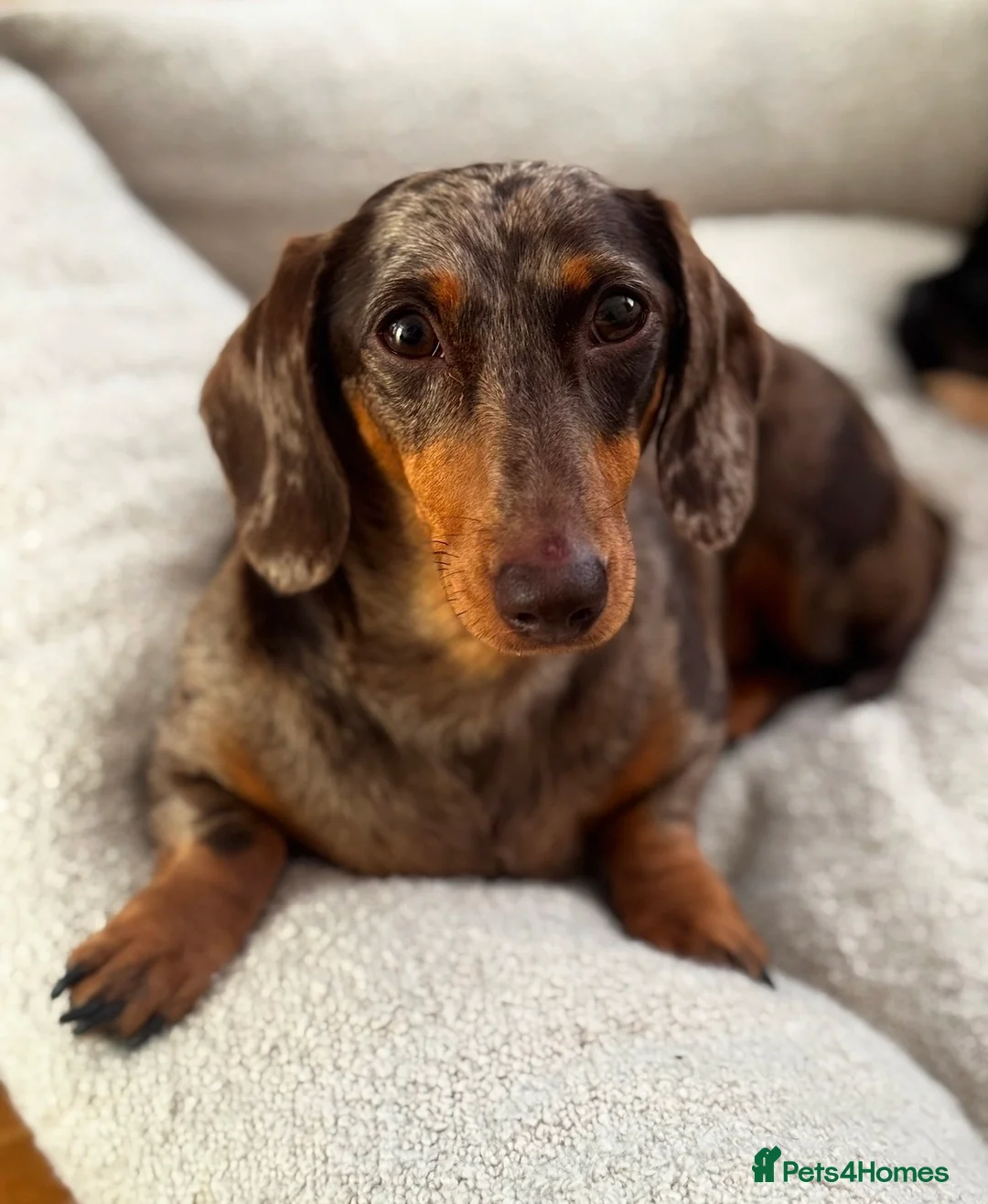 Miniature Dachshund dogs for sale: *WAITLIST OPEN* KC Miniature Dachshunds - Advert 2
