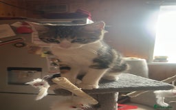 British Shorthair cats for sale: LAST KITTENS !! - Image 12