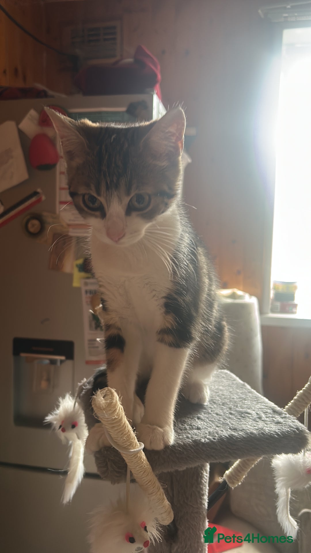 British Shorthair cats for sale: LAST KITTENS !! - Image 12