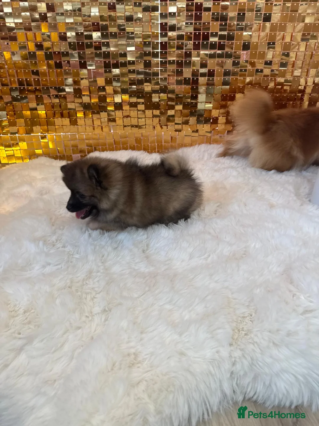 Pomeranian dogs for sale: Male pomeranian for sale  in London - Advert 16