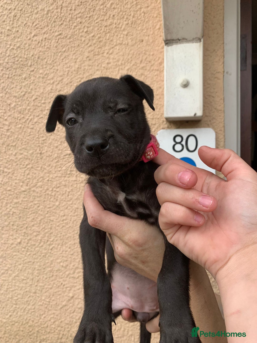 Mixed Breed dogs for sale: 12 beautiful baby's  - Image 9
