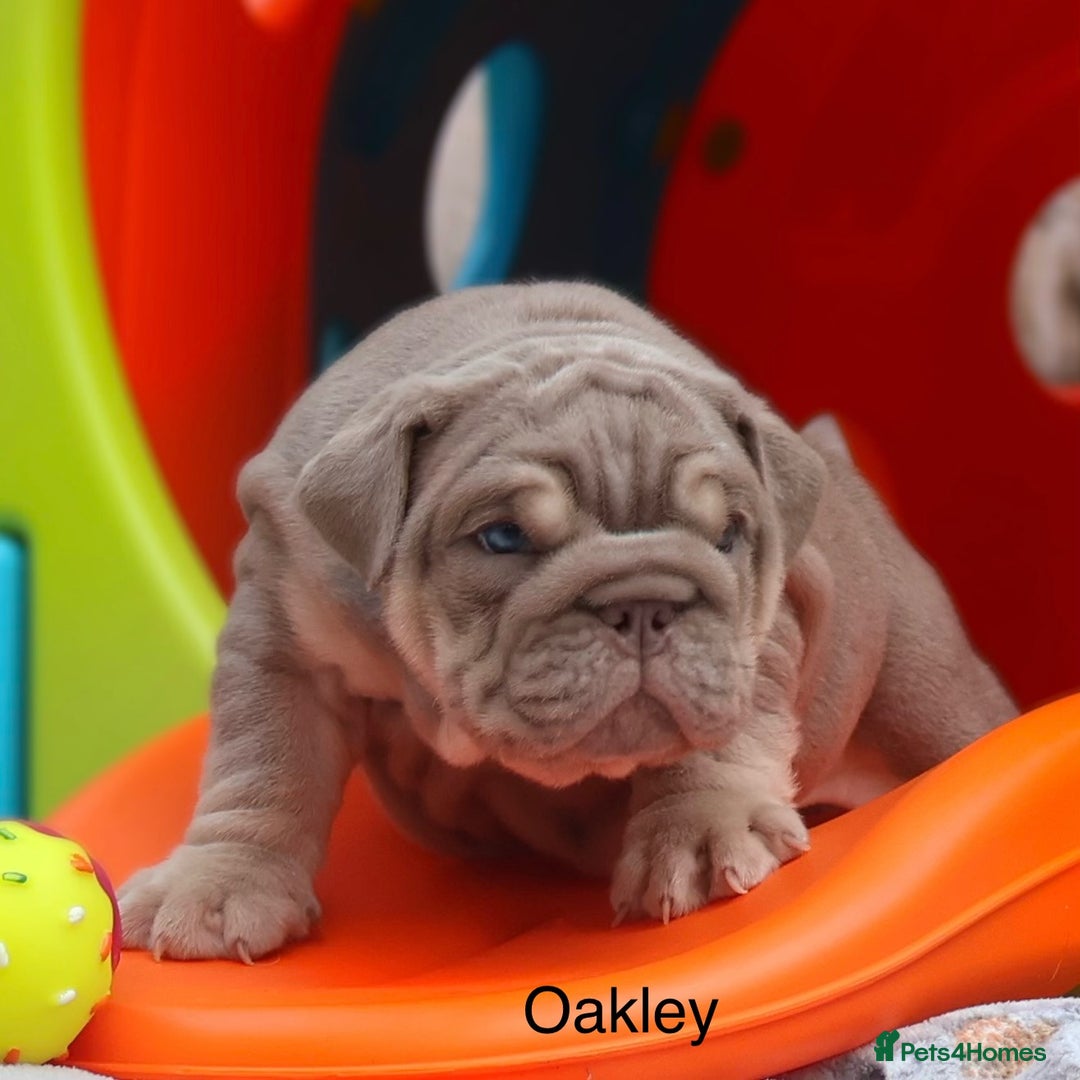 English Bulldog dogs for sale: Outstanding English bulldog puppies - Image 16