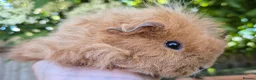 Guinea Pig rodents for sale: Sheltie and texel sows and sheltie boar.  - Advert 8