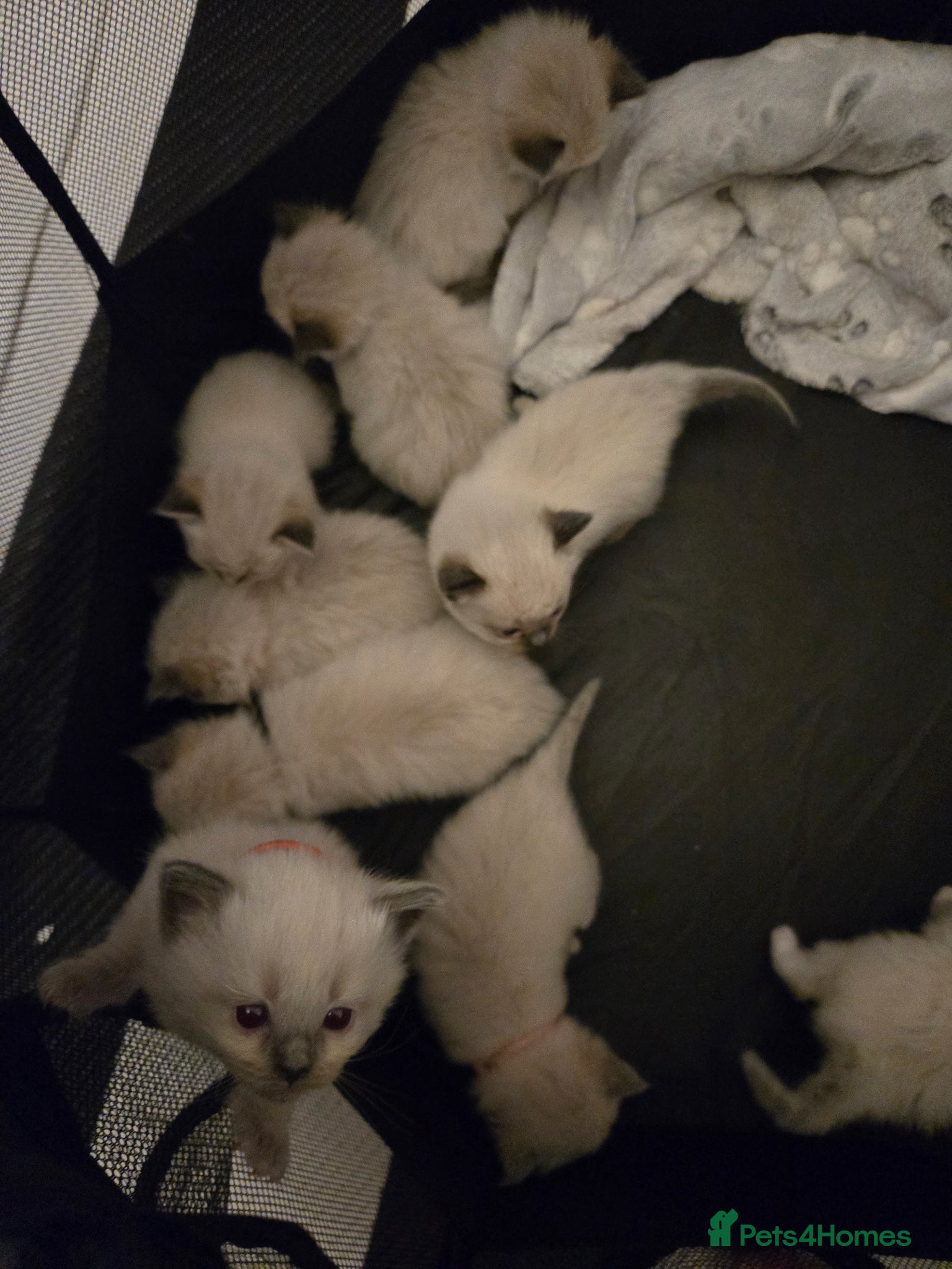 Ragdoll cats for sale: Stunning litter of Purebred Ragdoll kittens - Advert 4