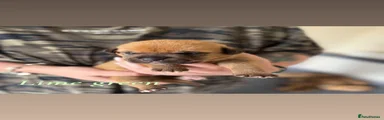 Mixed Breed Puppy 2