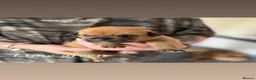 Mixed Breed dogs for sale: Mastiff mixed breed - Advert 10