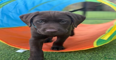 Labrador Retriever dogs - Advert 12