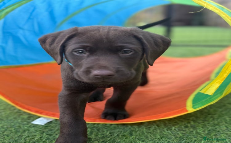 Labrador Retriever dogs - Advert 1
