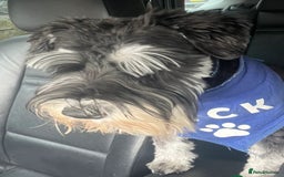 Schnoodle dogs for sale: 🐾🐶Schnoodles/Schnauzers🐶🐾 - Image 10