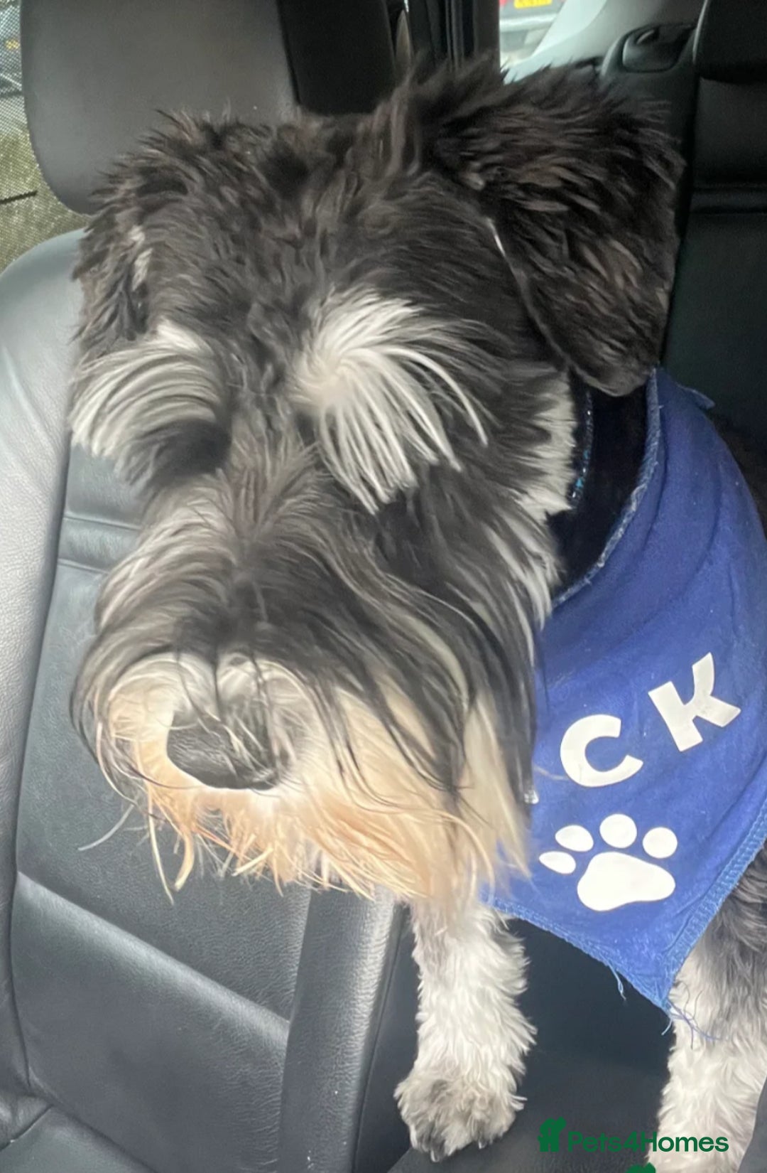Schnoodle dogs for sale: 🐾🐶Schnoodles/Schnauzers🐶🐾 - Image 10