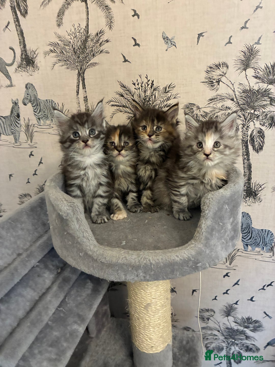 Maine Coon cats for sale: Maine Coon Kittens - Advert 24