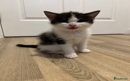 Ragdoll cats for sale: Ragdoll cross  - Image 2