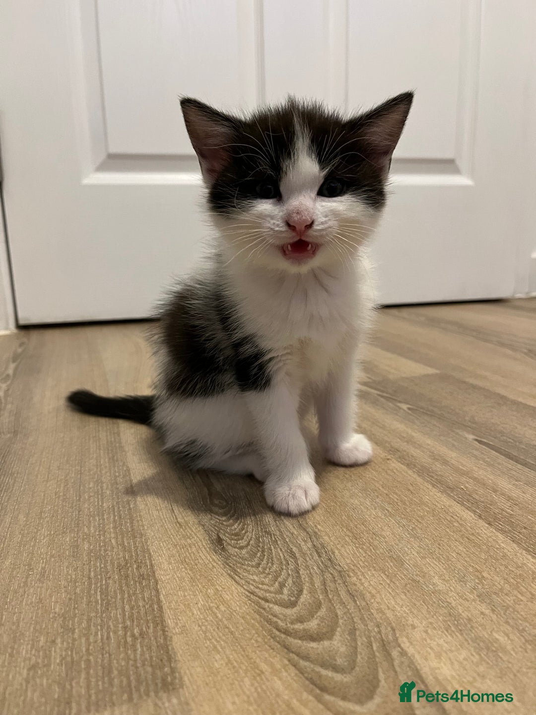 Ragdoll cats for sale: Ragdoll cross  - Image 2