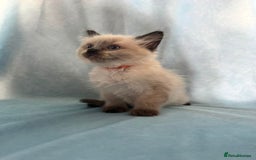 Ragdoll cats for sale: Sapphire's Ragdolls - Image 37