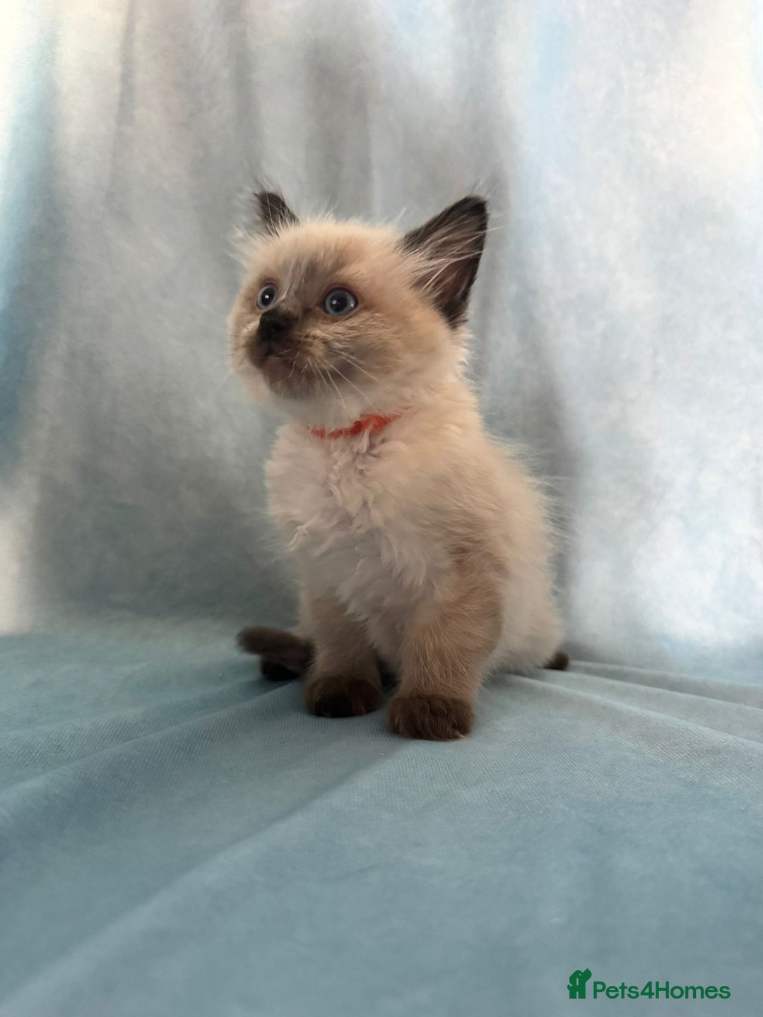 Ragdoll cats for sale: Sapphire's Ragdolls - Image 37