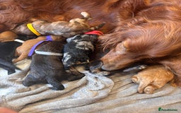 Irish Doodle dogs for sale: 🐾 F1 Beautiful Miniature Irish Doodle Puppies 🐾  - Image 25