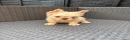 French Bulldog dogs for sale: REDUCED FlOODLE /French bulldogs - Advert 24