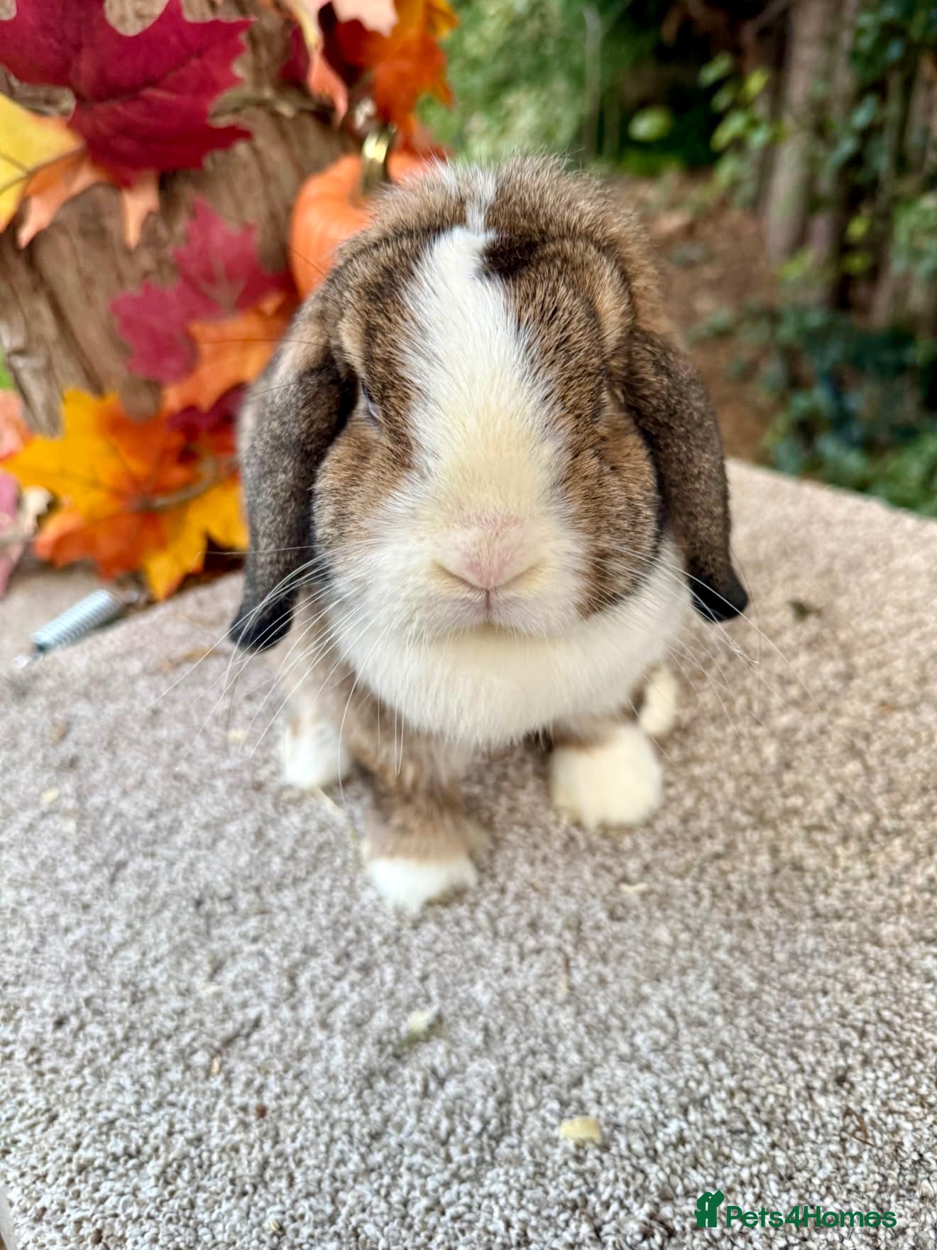 Mini Lop rabbits Beautiful Mini Lop Buck & Doe 🏠 - Advert 1