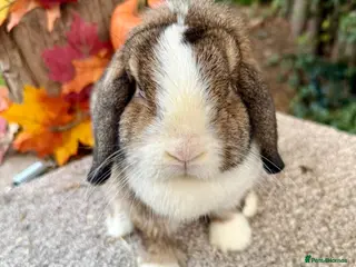 Mini Lop rabbits Beautiful 1.5 year old doe 🏠 - Advert 6