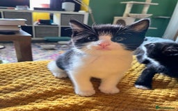 Mixed Breed cats for sale: Beautiful kittens - Image 2