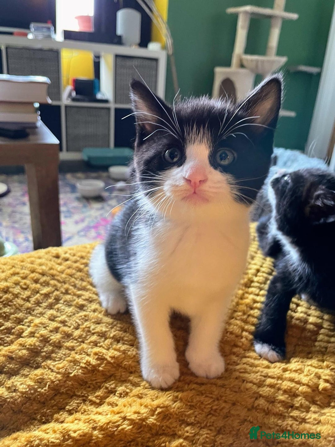 Mixed Breed cats for sale: Beautiful kittens - Image 2