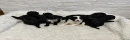 Mixed Breed dogs for sale: Fab❤️ Tibetan terrier X Miniature poodle puppies❤️ - Advert 11