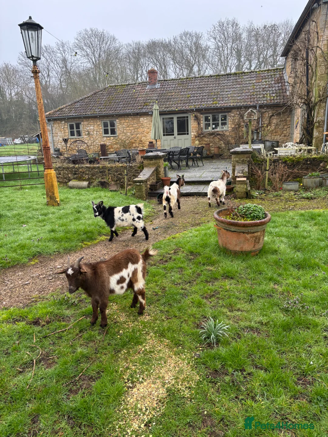 Goats livestock for sale: Pygmy Goats  in Ilminster - Advert 1