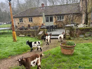 Goats livestock Pygmy Goats - Advert 11