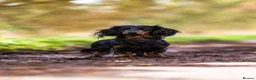 Miniature Dachshund dogs for sale: Super potential fantastic dachshund  in Ormskirk - Advert 11