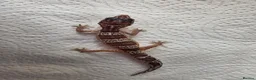 Leopard Gecko reptiles for sale: Leopard Gecko Babies Mixed Morph - Advert 6