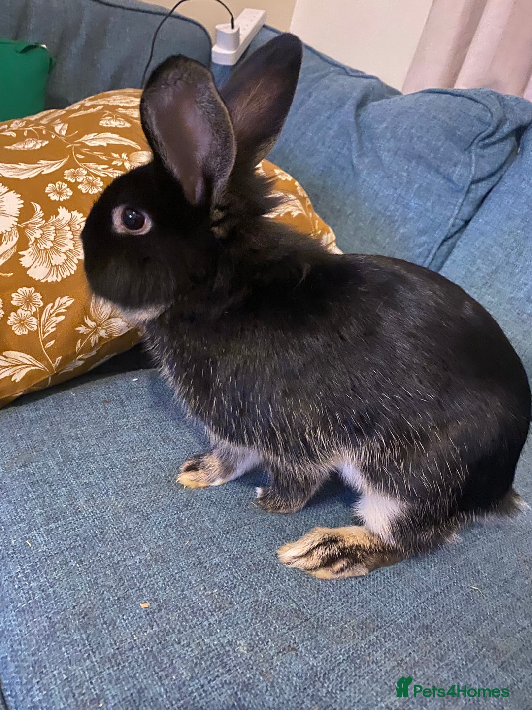 Lionhead rabbits for sale: Need rehoming before 2nd February  - Advert 4