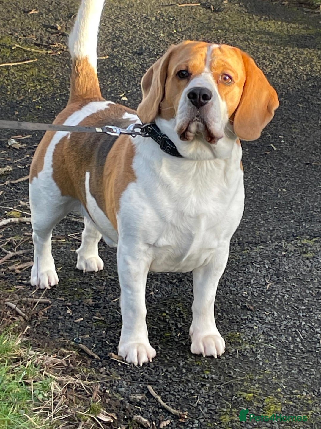 Beagle dogs for stud: KC Registered Beagle for Stud - Advert 2