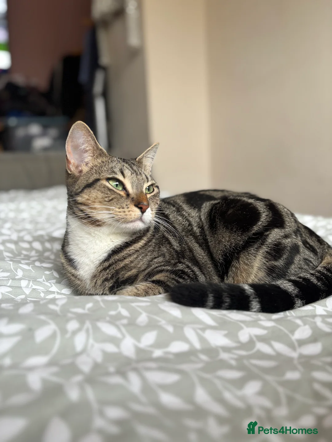 Mixed Breed cats for sale: Mabel is looking for a loving home  - Advert 3