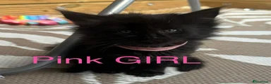 Pink GIRL