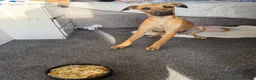Lurcher dogs for sale: Simba looking for good home - Advert 1