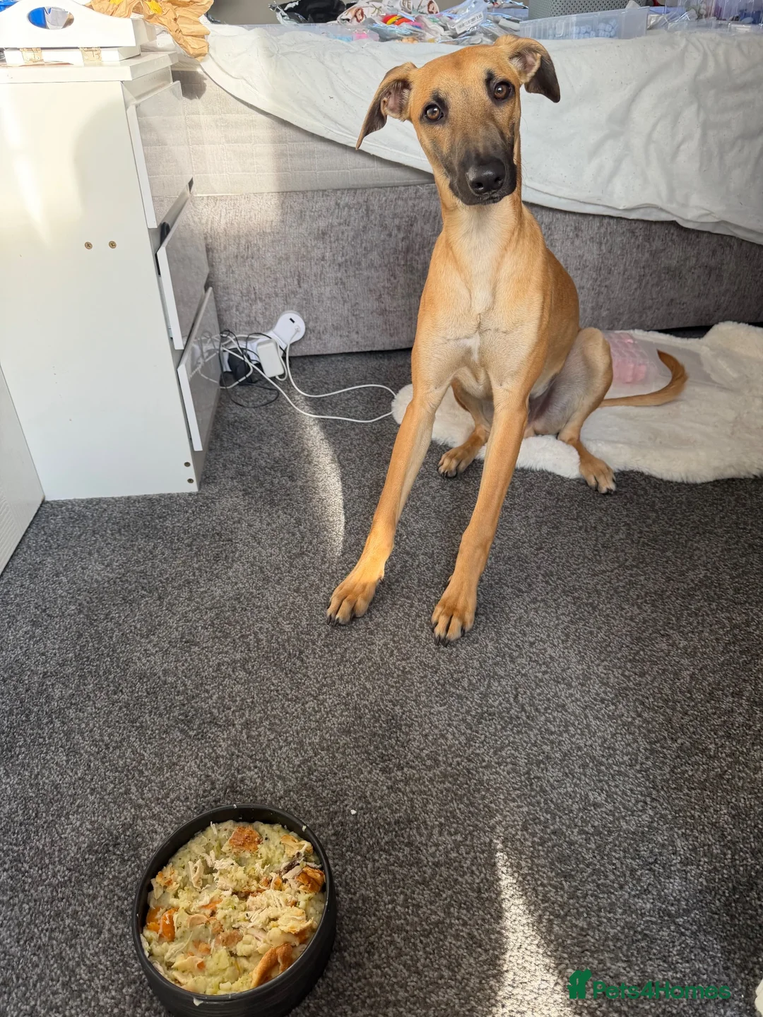 Lurcher dogs for sale: Simba looking for good home - Advert 1