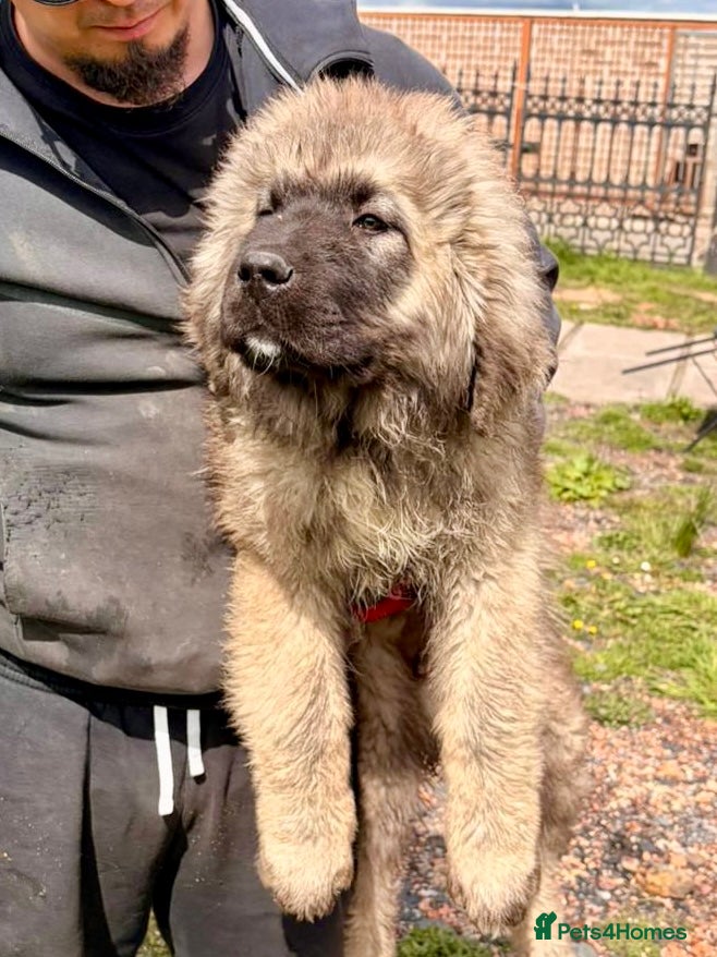 Caucasian Shepherd Dog dogs Stunning Caucasian Shepherd Ovcharka Puppies  - Advert 2