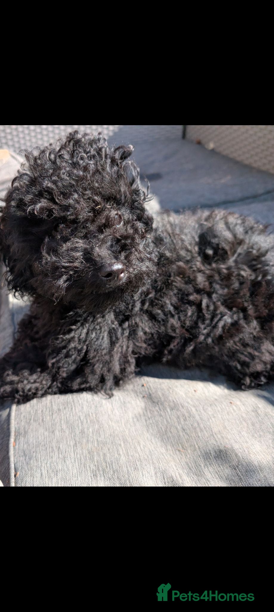 Labradoodle dogs 🐾Quality F1BB Fluffy Mini Labradoodle Pups🐾  - Advert 2