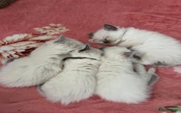 Ragdoll cats for sale: Beautiful Ragdoll Kittens, GCCF & Tica Registered - Image 19