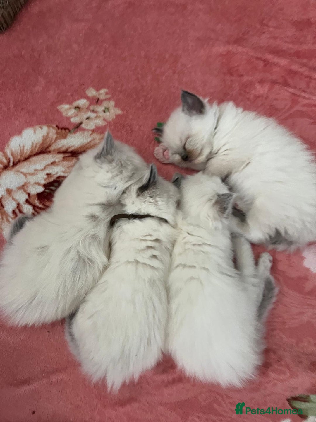 Ragdoll cats for sale: Beautiful Ragdoll Kittens, GCCF & Tica Registered - Image 19