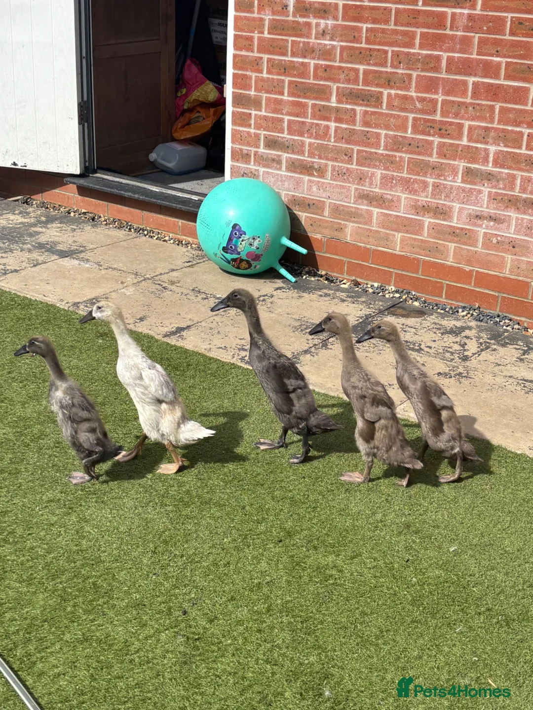 Ducks poultry for sale: Indian runner ducklings for sale - Advert 1