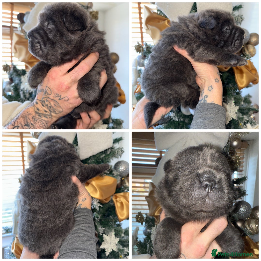 Shar Pei dogs for sale: ✨Gorgeous KC registered Sharpei Puppies for sale✨ - Advert 6