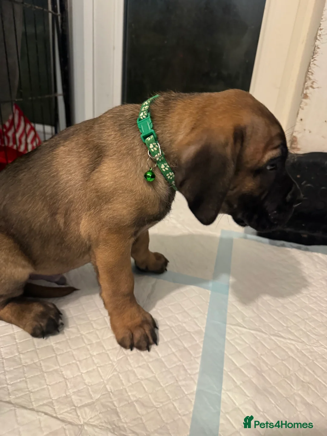 Cane Corso dogs for sale: Ready to go Thursday 2boys 1girl cane Corso pups - Advert 5