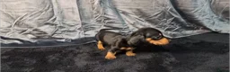 Miniature Dachshund dogs for sale: KC Reg Smooth Hair Mini Dachshund Puppies  - Advert 16