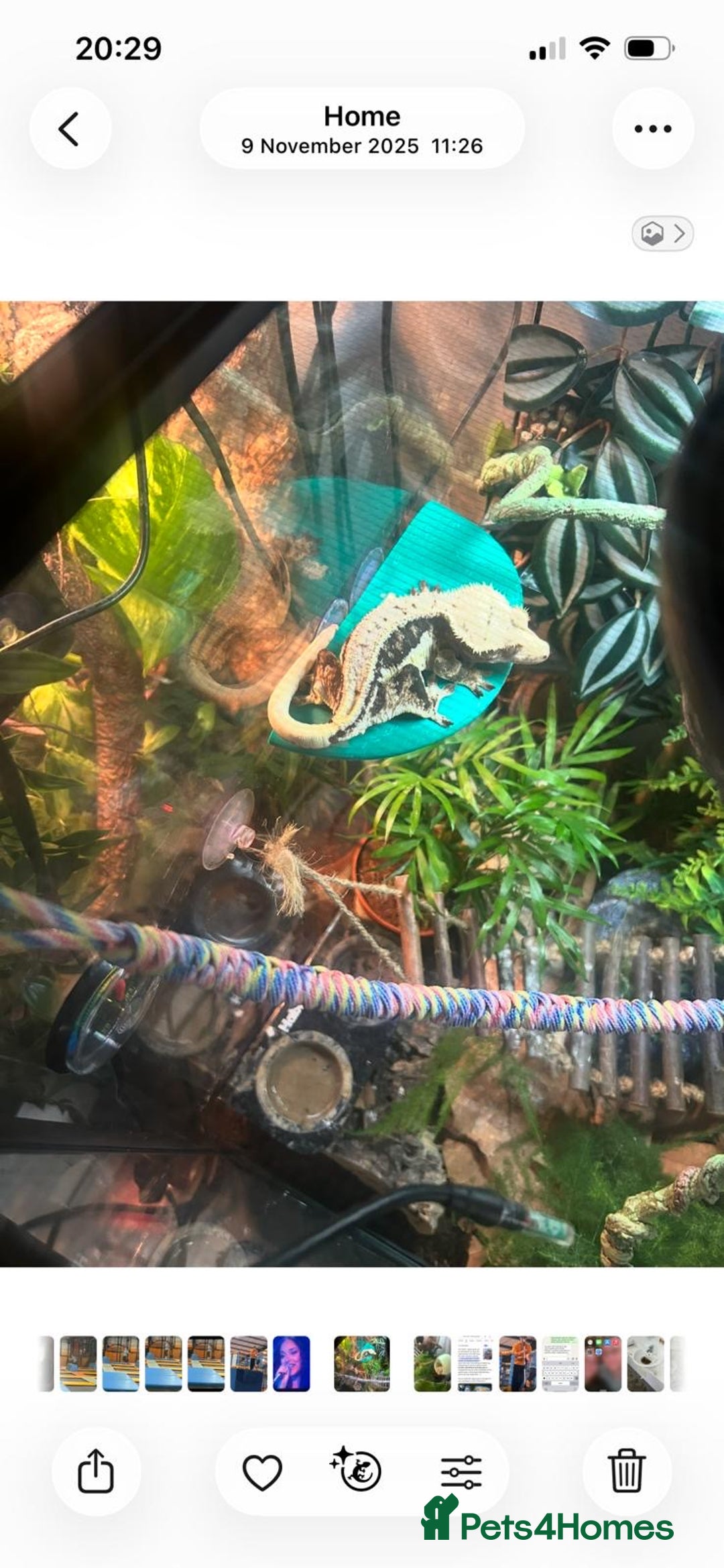 Gecko reptiles for sale: 2 x full paired crested gecko set ups available  - Advert 10