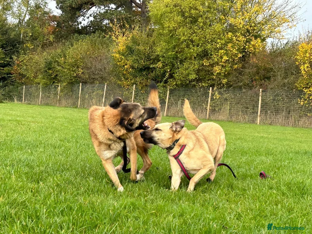 Mixed Breed dogs for adoption: Isodora - Norwich Norfolk  in Norwich - Advert 18