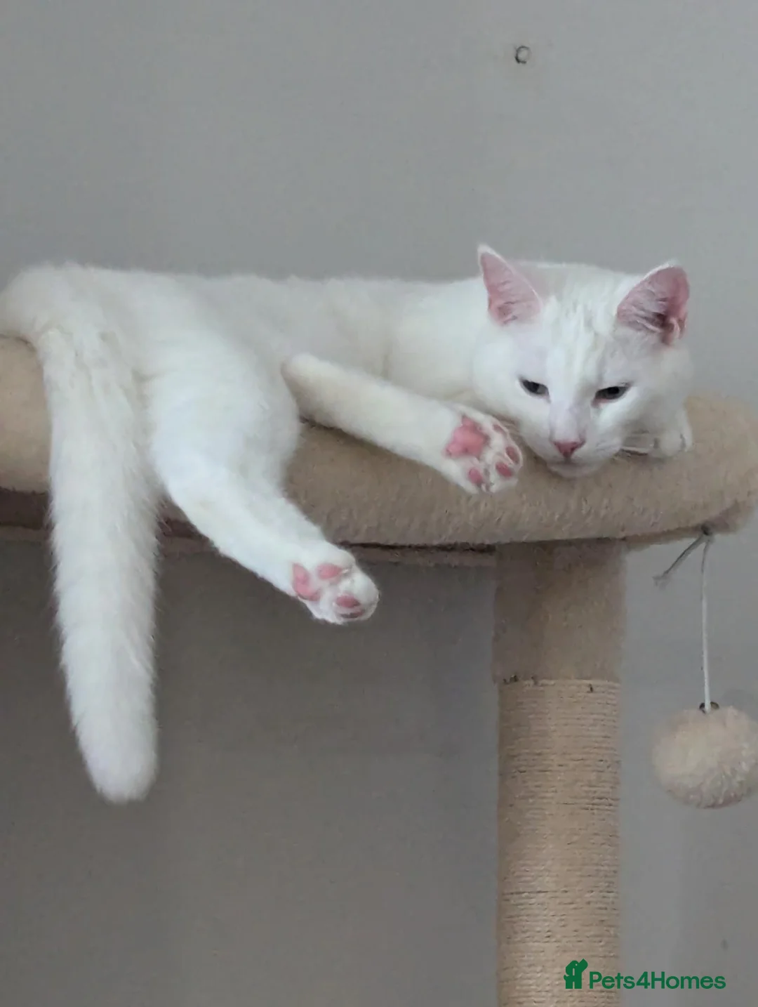 Mixed Breed cats for sale: Sweet male kitten  in Hessle - Advert 3